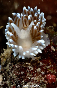 Silvertip nudibranch by Tony Makin 
